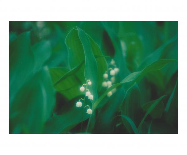 �����줤�ҡ��ʥ��ĥޥ����쥤����